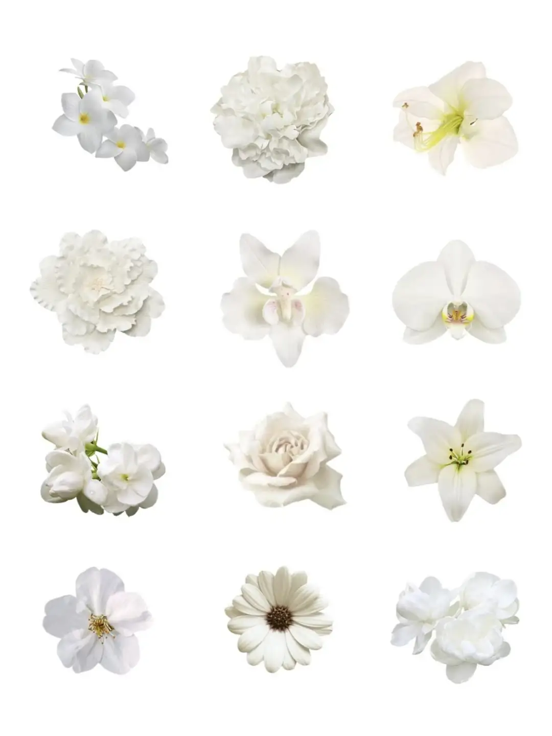 【素材】花朵植物素材